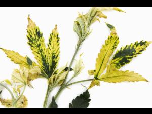 Cannabis_quinclorac (4)_5