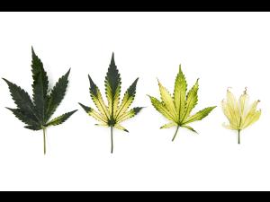 Cannabis_quinclorac (4)_6