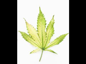 Cannabis_quinclorac (4)_4