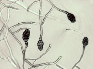 Stemphylium_sp_2