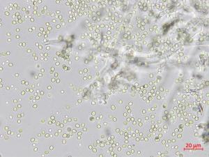 Trichoderma_virens_3