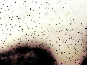 Verticillium_dahliae_2