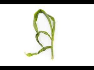 Maïs grain et fourrager - diméthénamide-P (15)_9