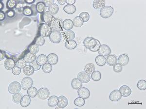 Albugo candida_2