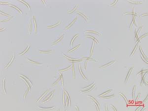 Fusarium virguliforme