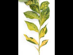 Bleuet - Virus de la mosaïque du bleuet (BlMaV)