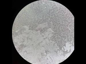 fusarium virguliforme