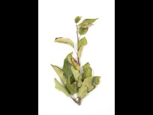 Pomme_glyphosate (9)_13