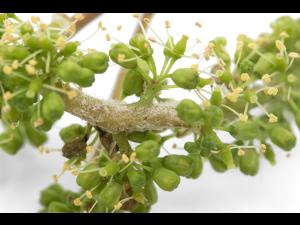 Raisin (vigne) - Mildiou (Plasmopara viticola)