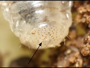 Scarabée japonais (Popillia japonica)_7