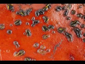 Colletotrichum acutatum_stacking