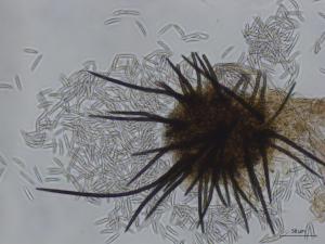 Colletotrichum acutatum