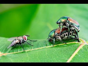 Scarabée japonais + Istocheta aldrichi