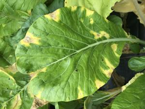 Moutarde épinard - Nervation noire (Xanthomonas campestris pv. campestris)