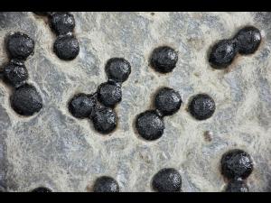 Sclerotium cepivorum