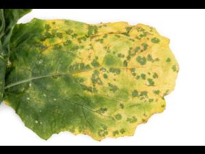 Navet - Rouille blanche des crucifères (Albugo candida)