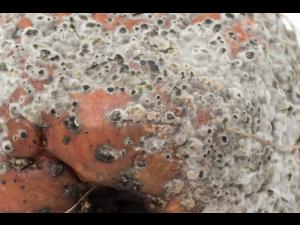 Monilinia polystroma