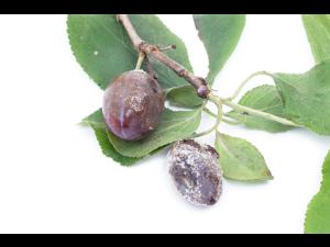 Prune - Pourriture brune (Monilinia laxa)