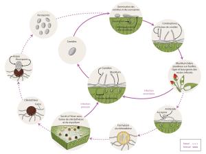 Podosphaera panmosa - cycle maladie