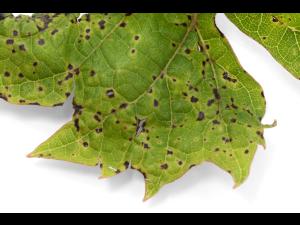 Vigne - Excoriose (Diaporthe neoviticola)