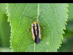 Punaise à quatre raies (Poecilocapsus lineatus_1
