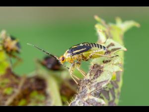 Punaise à quatre raies (Poecilocapsus lineatus_5