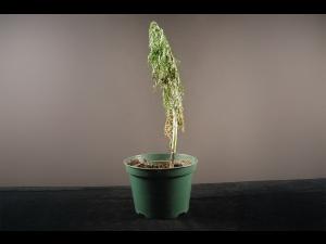 Argyranthemum - Pourriture des racines et du collet (Phytophthora cactorum)