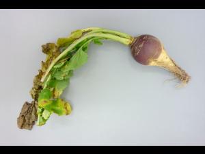 Rutabaga - Nervation noire (Xanthomonas campestris pv. campestris)