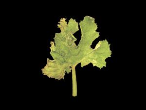 Courges - Virus de la mosaïque du concombre (CMV)