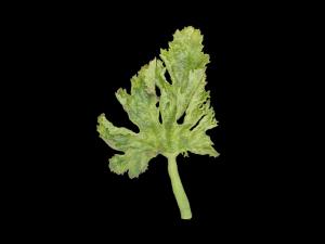 Courges - Virus de la mosaïque du concombre (CMV)