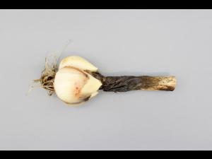 Ail - Anthracnose (Colletotrichum circinans)