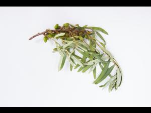 Argousier - Anthracnose (Colletotrichum acutatum)