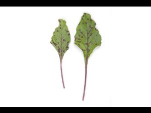 Betterave - Tache cercosporéenne (Cercospora beticola)_5