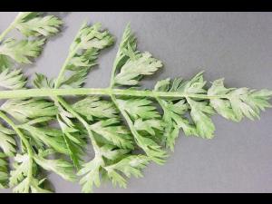 Carotte - Blanc (Erysiphe spp.)