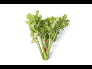 Céleri - Anthracnose (Colletotrichum acutatum)