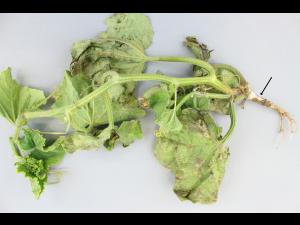 Concombre - Pourriture des racines et du collet (Phytophthora capsici)