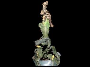 Euphorbes - Moisissure chevelue (Rhizopus stolonifer)_1