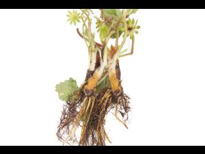 Fraise - Pourriture des racines et du collet (Phytophthora cactorum)