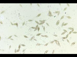 Alternaria sp.