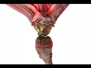 Betterave - Chancre de chaleur_2