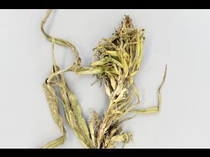 Maïs grain et fourrager - Mildiou (Sclerophthora macrospora)