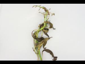 Poivron - Pourriture sclérotique (Sclerotinia sclerotiorum)
