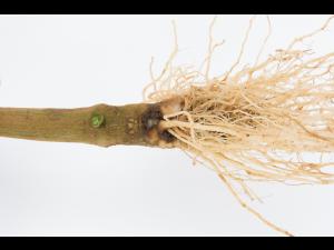 Poivron - Pourriture molle bactérienne (Pectobacterium carotovorum)