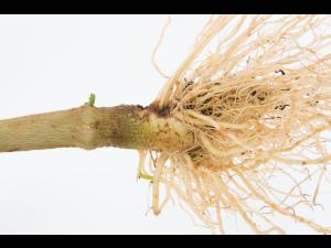 Poivron - Pourriture molle bactérienne (Pectobacterium carotovorum)