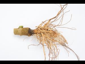 Poivron - Pourriture molle bactérienne (Pectobacterium carotovorum)