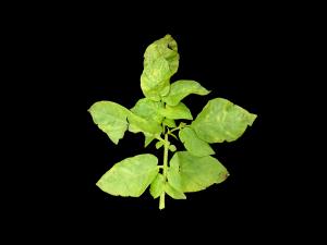 Pomme de terre - Virus de la mosaïque de la luzerne (AMV)