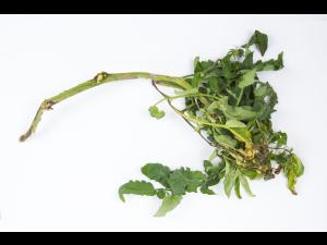 Tomate - Moelle noire (Pseudomonas corrugata)