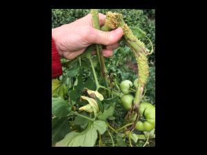 Tomate - Moelle noire (Pseudomonas corrugata)