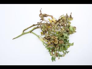 Tomate - Moelle noire (Pseudomonas corrugata)