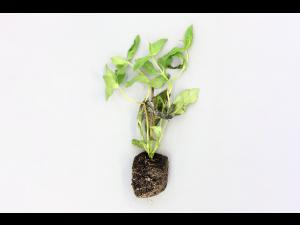 Zinnias - Moisissure grise (Botrytis cinerea)